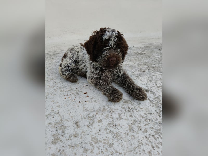 Welpen Lagotto Romagnolo