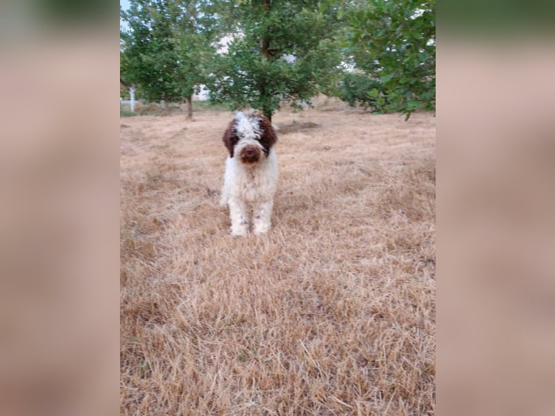 Welpen Lagotto Romagnolo