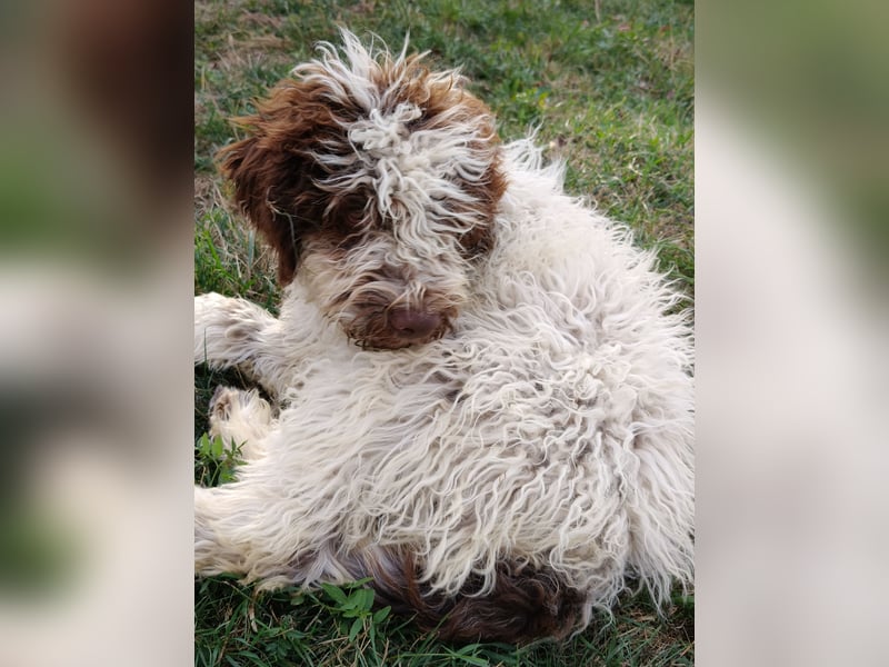 Welpen Lagotto Romagnolo mit Papieren