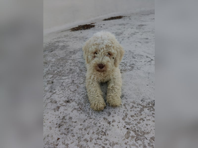 Welpen Lagotto Romagnolo