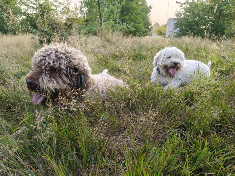 Welpen Lagotto Romagnolo