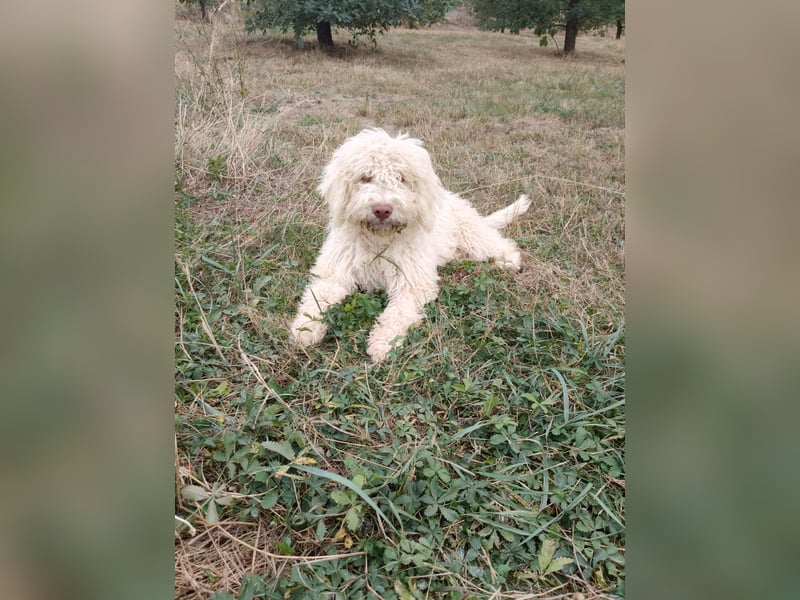 Welpen Lagotto Romagnolo mit Papieren