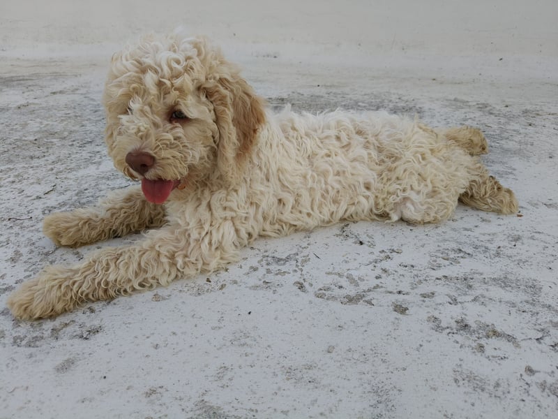 Welpen Lagotto Romagnolo