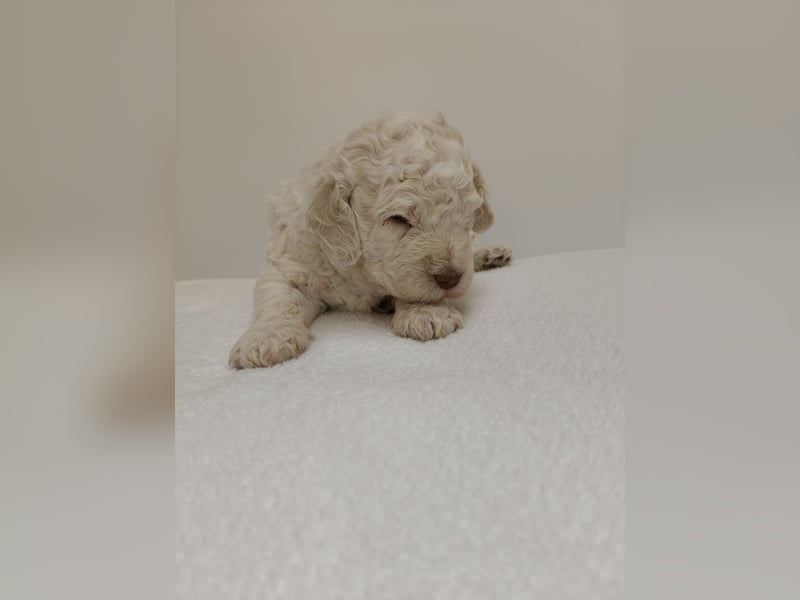Welpen Lagotto Romangolo