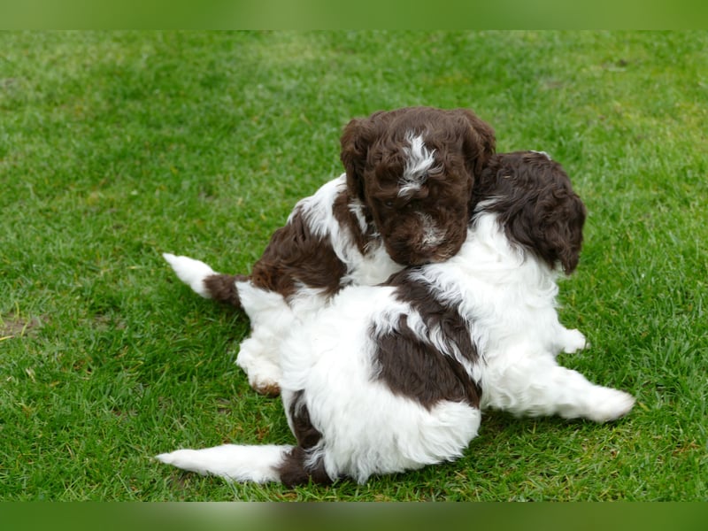 Lagotto Romagnolo Welpen mit Ahnenpass.