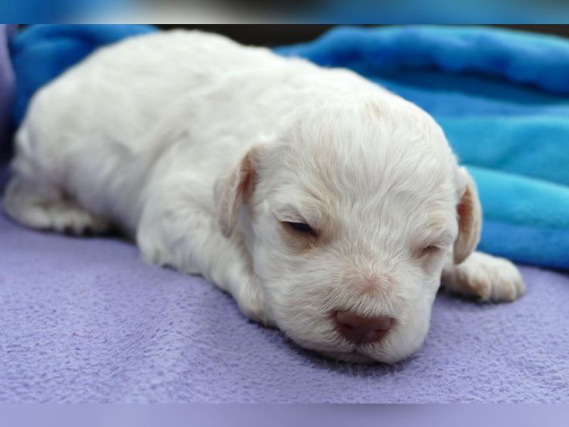 Lagotto Romagnolo Welpen mit Ahnenpass.