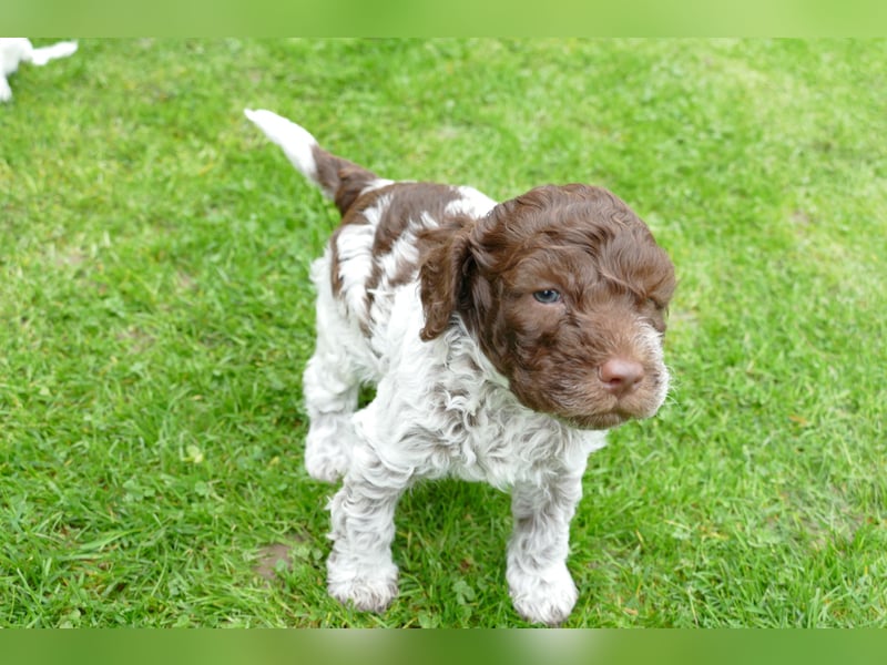 Lagotto Romagnolo Welpen mit Ahnenpass.