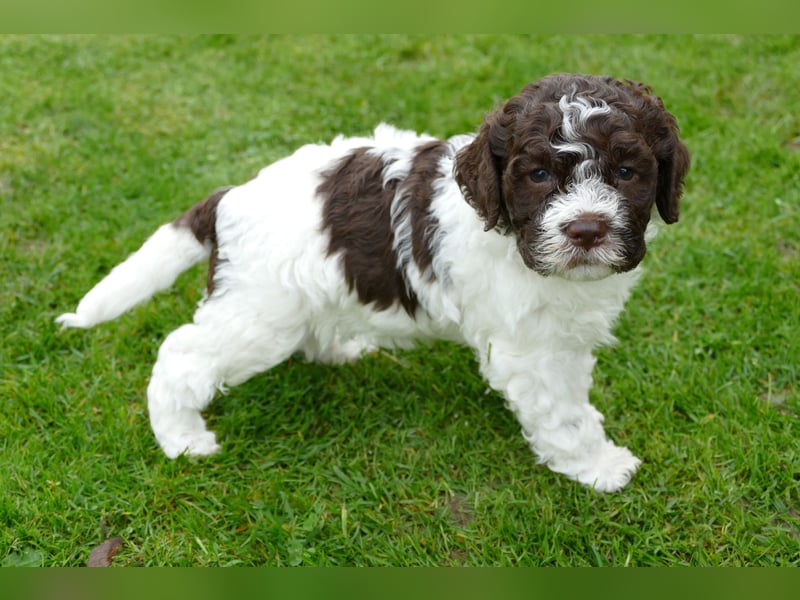 Lagotto Romagnolo Welpen mit Ahnenpass.
