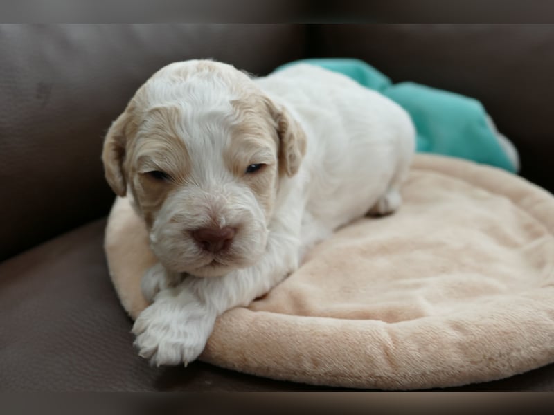 Lagotto Romagnolo Welpen mit Ahnenpass.