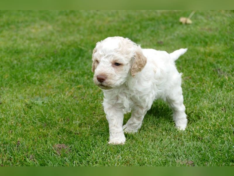 Lagotto Romagnolo Welpen mit Ahnenpass.