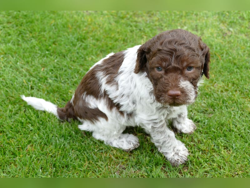 Lagotto Romagnolo Welpen mit Ahnenpass.