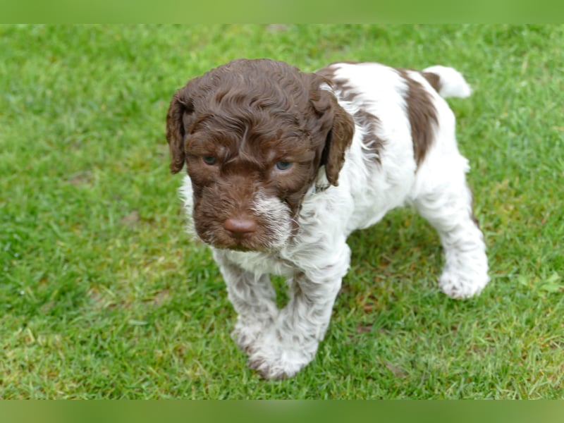 Lagotto Romagnolo Welpen mit Ahnenpass.
