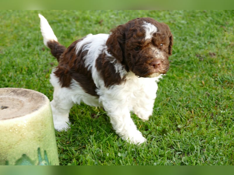 Lagotto Romagnolo Welpen mit Ahnenpass.