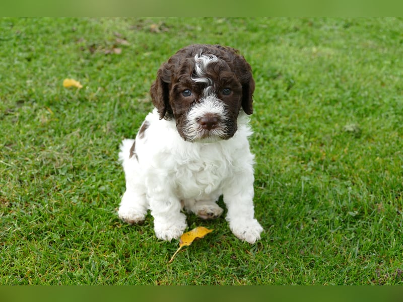 Lagotto Romagnolo Welpen mit Ahnenpass.