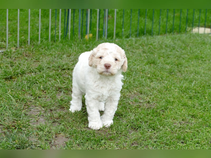Lagotto Romagnolo Welpen mit Ahnenpass.