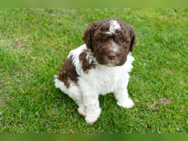 Lagotto Romagnolo Welpen mit Ahnenpass.