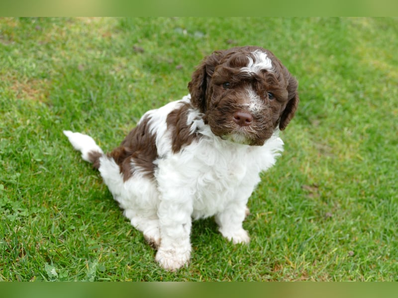 Lagotto Romagnolo Welpen mit Ahnenpass.