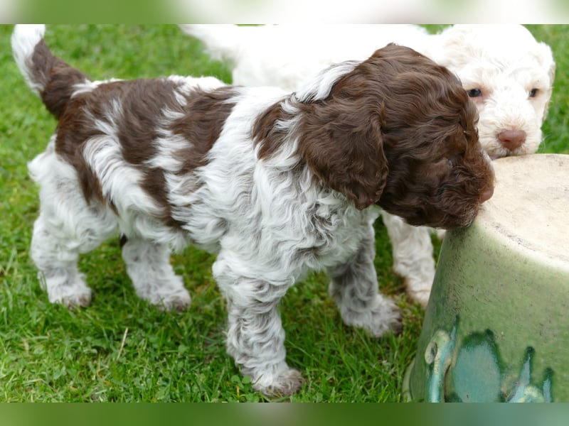 Lagotto Romagnolo Welpen mit Ahnenpass.