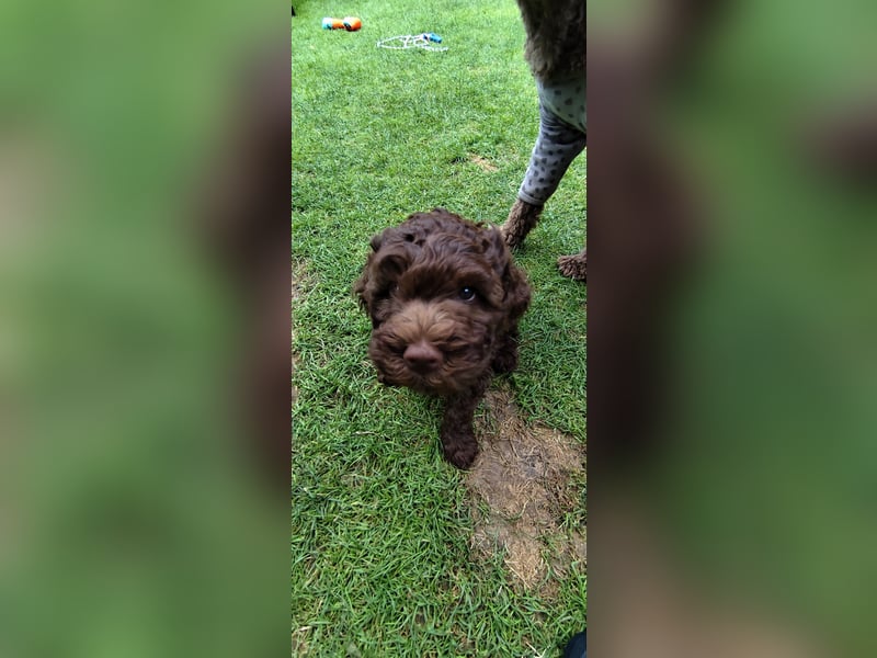 Lagotto Romagnolo Welpen