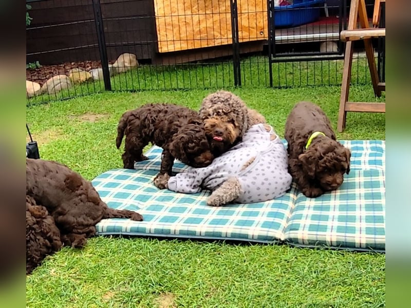 Lagotto Romagnolo Welpen