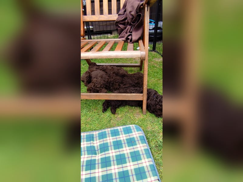 Lagotto Romagnolo Welpen
