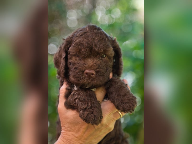 Lagotto Romagnolo