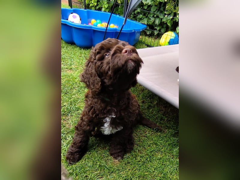 Lagotto Romagnolo Welpen