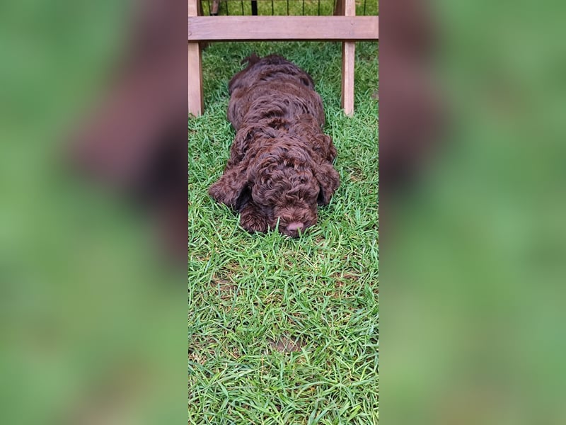 Lagotto Romagnolo Welpen