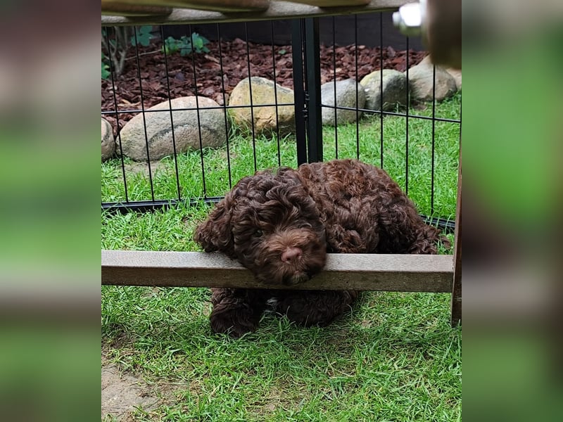 Lagotto Romagnolo Welpen