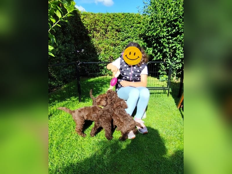 Lagotto Romagnolo Welpen