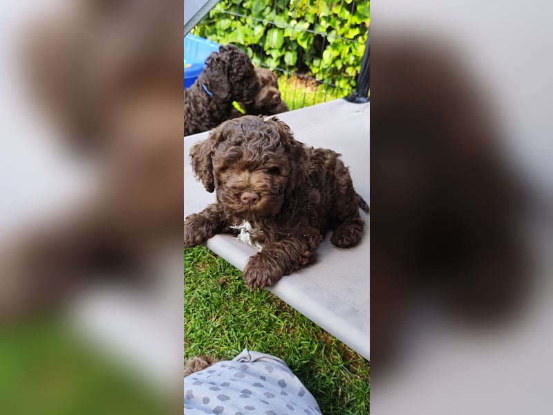 Lagotto Romagnolo Welpen