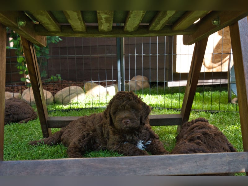Lagotto Romagnolo