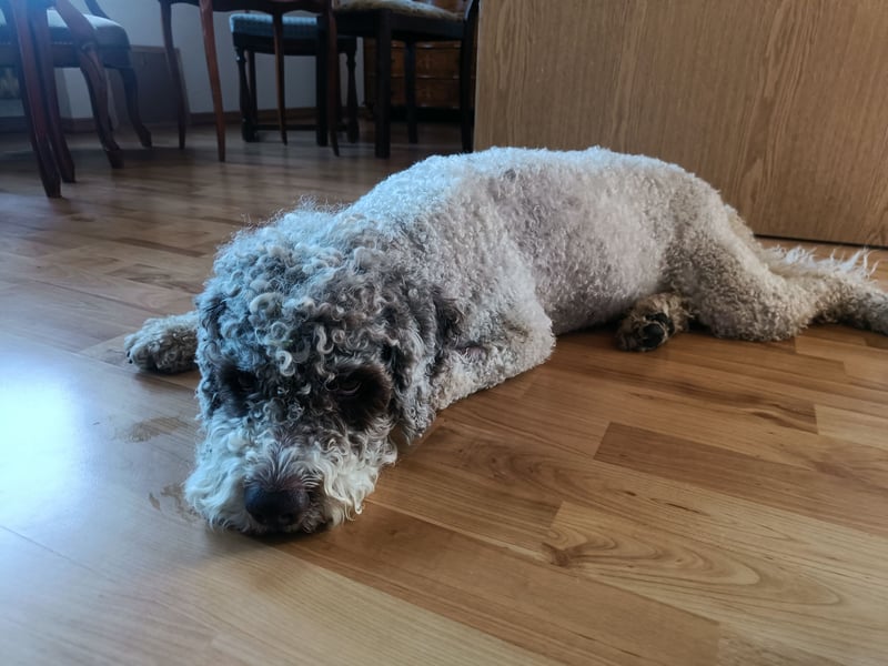 Lagotto Rüde sucht liebevolles Zuhause