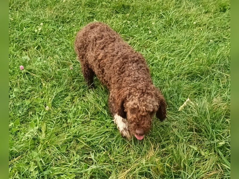 Lagotto Romagnolo puppies