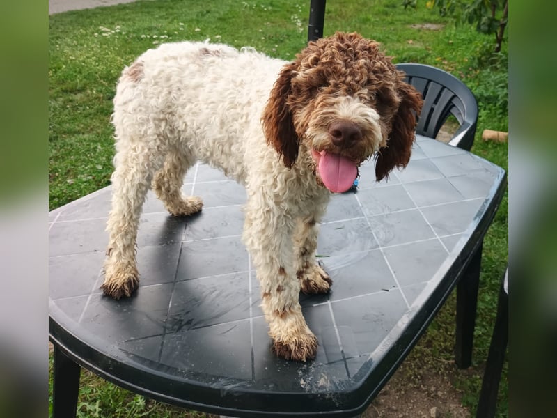 Lagotto Romagnolo puppies