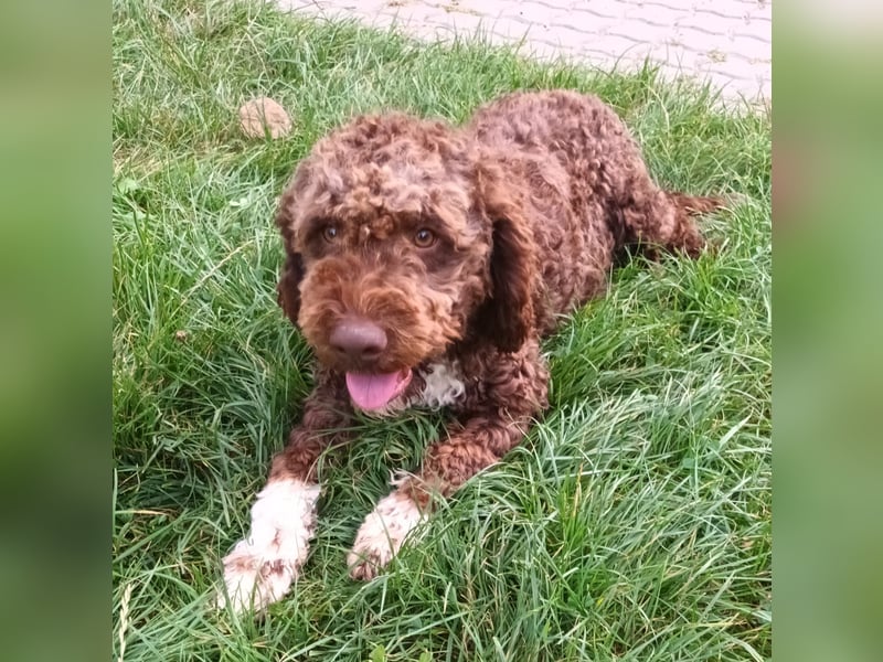 Lagotto Romagnolo puppies