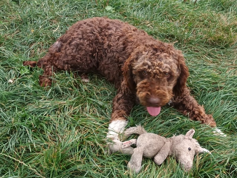 Lagotto Romagnolo puppies