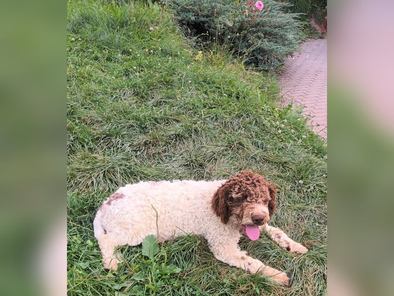 Lagotto Romagnolo puppies