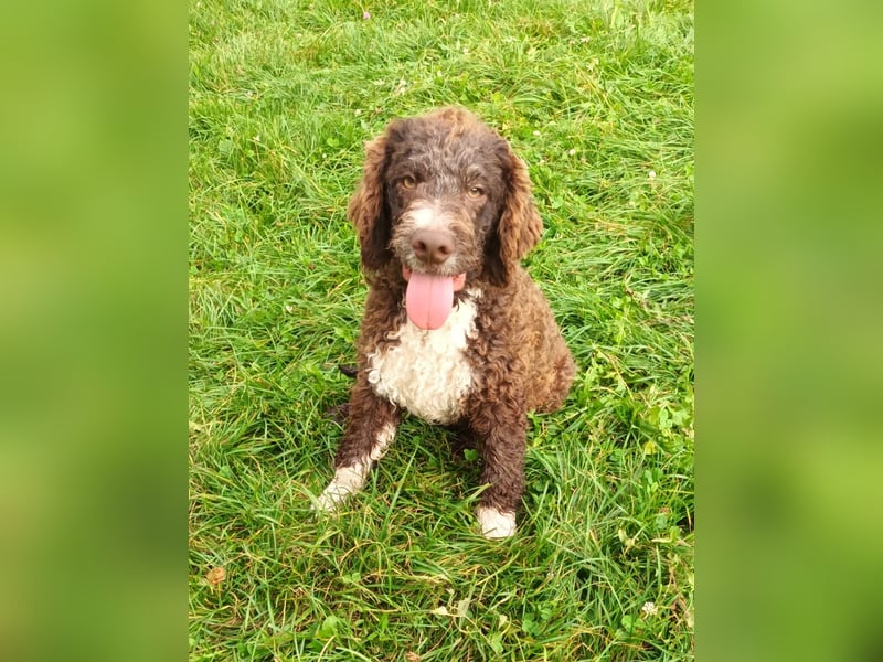 Lagotto Romagnolo puppies