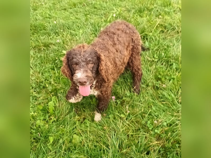 Lagotto Romagnolo puppies