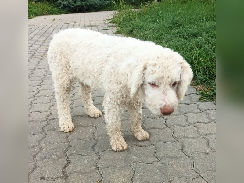 Lagotto Romagnolo puppies