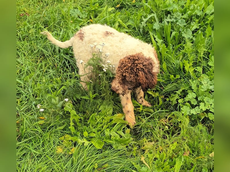 Lagotto Romagnolo puppies