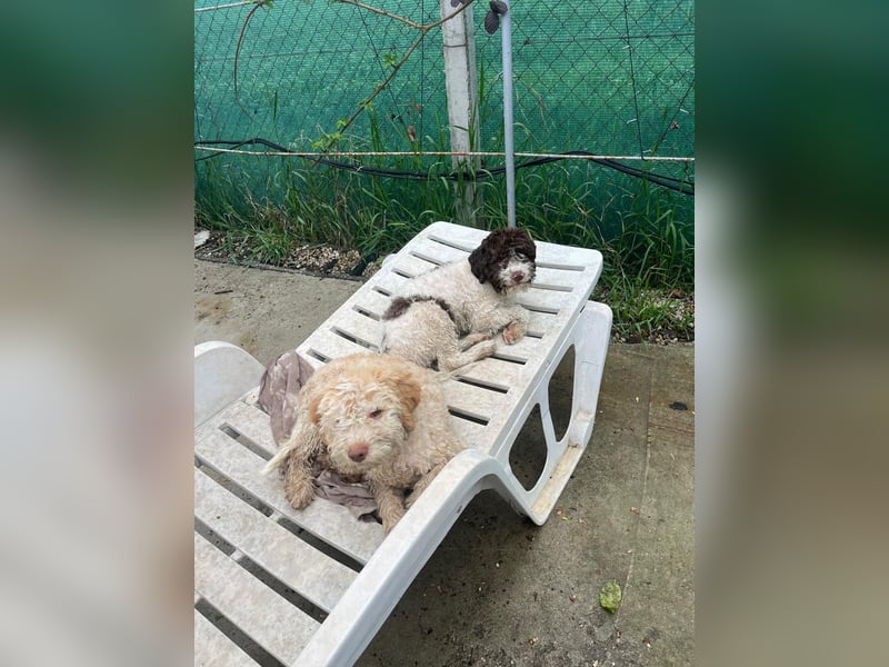 Iris - Reinrassige Lagotto Romagnolo Hundin