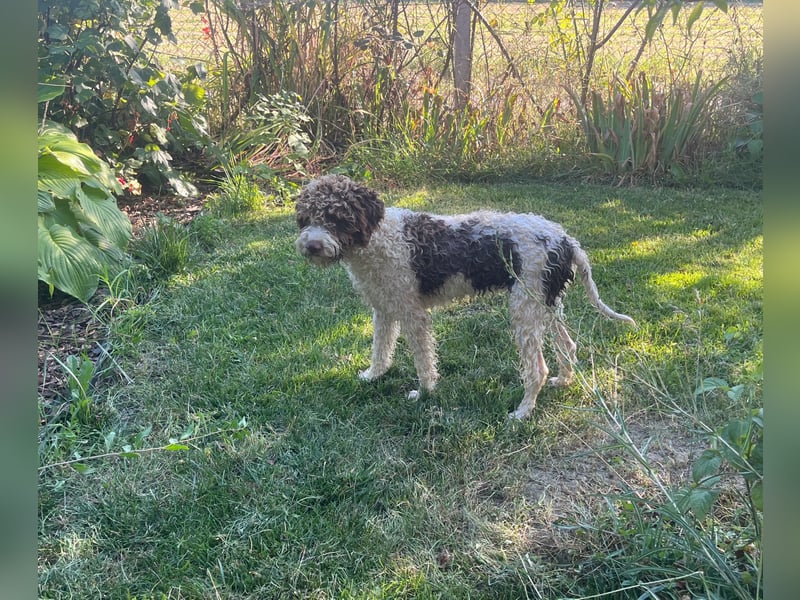 Iris - Reinrassige Lagotto Romagnolo Hundin