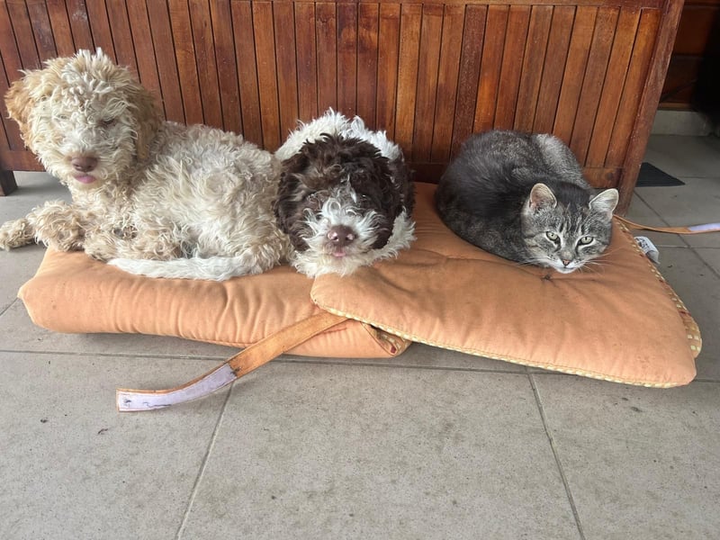 Iris - Reinrassige Lagotto Romagnolo Hundin