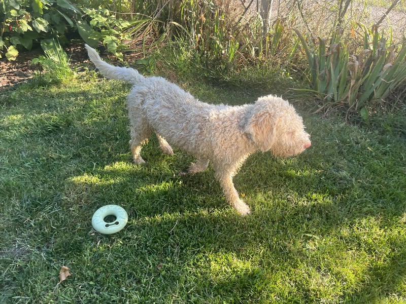 Fido, a beautiful 2 years old Lagotto Romagnolo