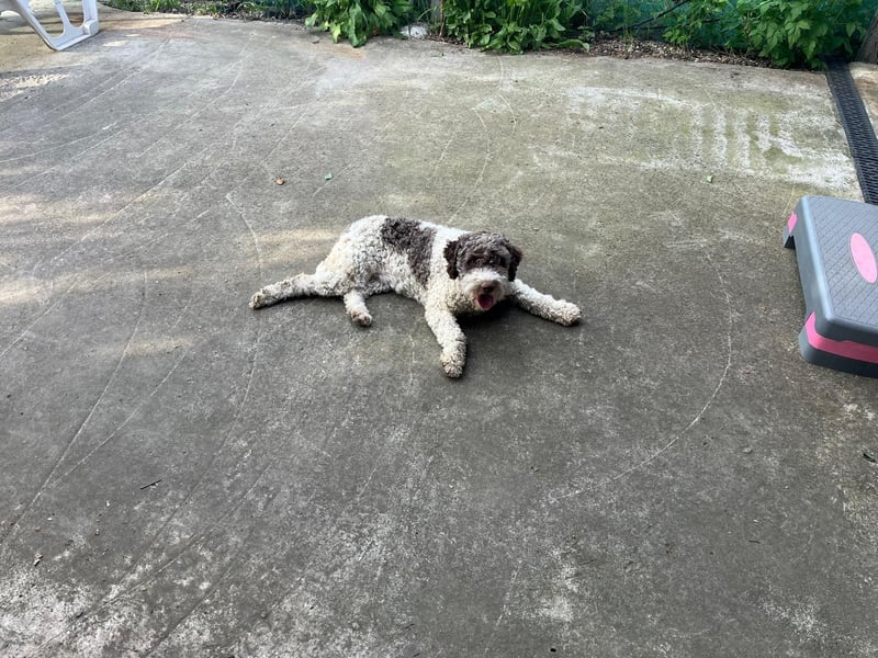 Iris - Reinrassige Lagotto Romagnolo Hundin