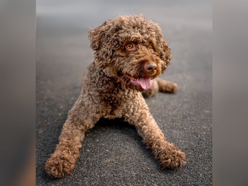 LaCody - ruhiger Zeitgenosse - Tierhilfe Franken e.V.