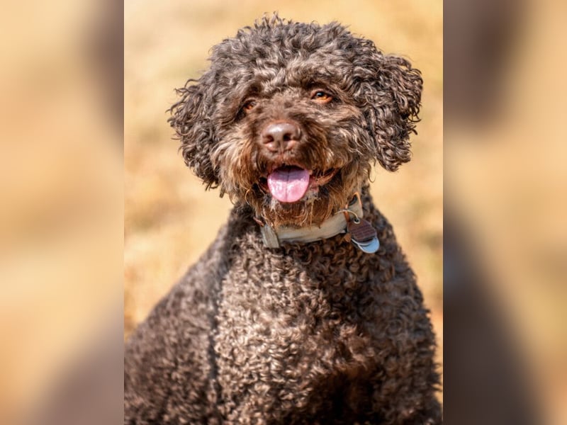 LaCody - ruhiger Zeitgenosse - Tierhilfe Franken e.V.