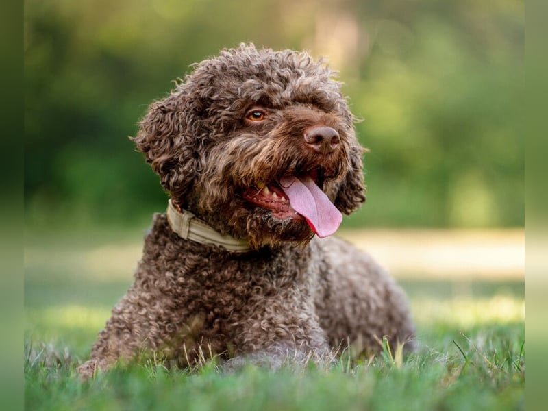 LaCody - ruhiger Zeitgenosse - Tierhilfe Franken e.V.